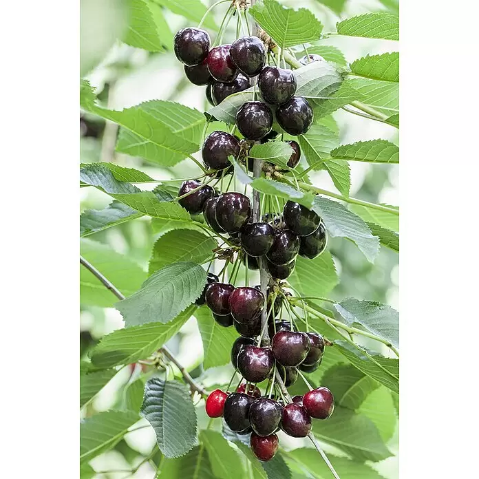 Piardino Bio Säulen-SüßkirschenbaumPrunus avium 'Kordia'®, Erntezeit: Juli