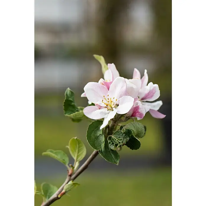 Apfelbaum - Malus domestica Ecolette, Erntezeit: September - Zarte Apfelblüten in sanftem Rosa und Weiß, umgeben von grünen Blättern, ein Frühlingsbote der Natur.