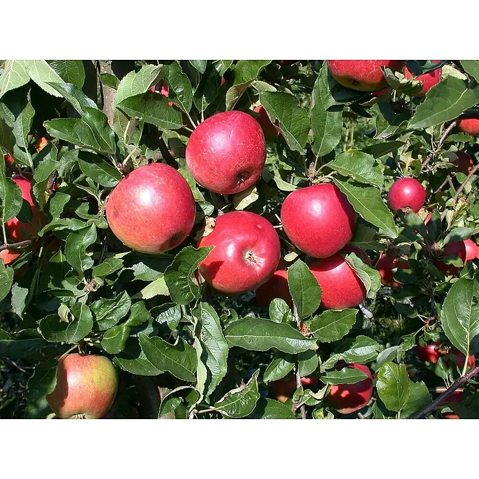 Apfelbaum - Malus domestica Ecolette, Erntezeit: September - Saftig rote Äpfel hängen schwer an den Ästen, umgeben von dichtem grünen Laub, ein Versprechen von Frische und Geschmack.