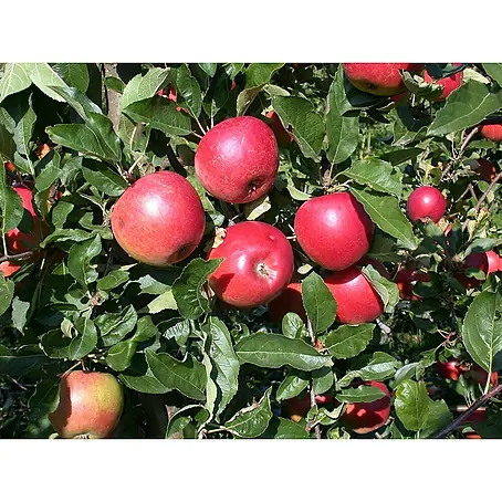 Apfelbaum