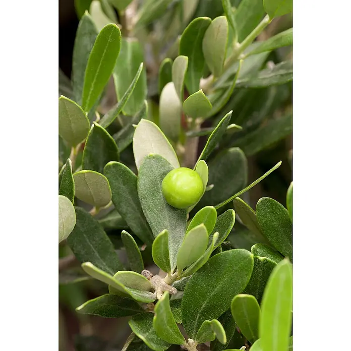 Olivenbaum - Olea europaea, Topfgröße: 24 cm - Nahaufnahme eines Olivenbaums mit einem grünen Olivenfruchtstand und vielen grünen Blättern.