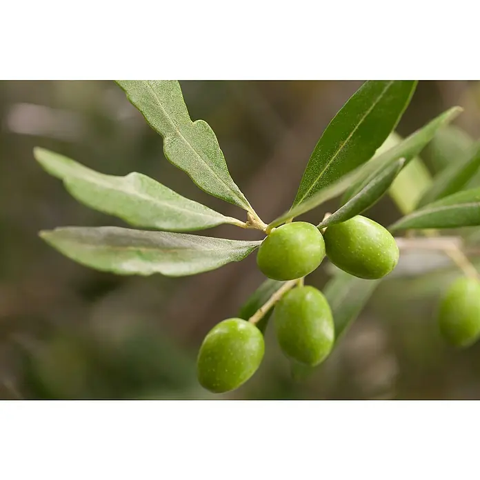 Olivenbaum - Olea europaea sciottola, Topfgröße: 21 cm - Nahaufnahme von Oliven am Zweig mit grünen Blättern, die die frische und natürliche Qualität der Oliven hervorheben.