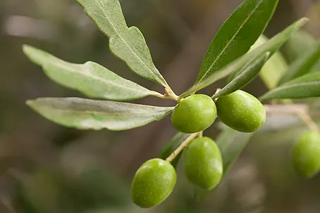 taxus fastigiata robusta kaufen Taxus baccata Fastigiata Robusta main image 1