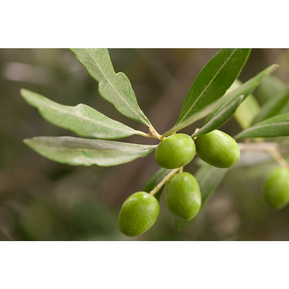 Olivenbaum - Olea europaea sciottola, Topfgre: 21 cm online kaufen bei  BAUHAUS