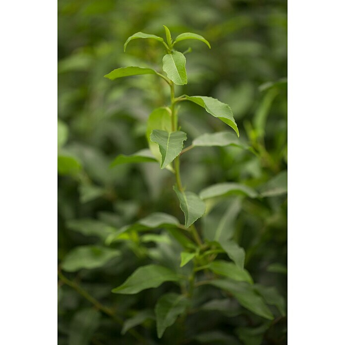 Piardino Portugiesische Lorbeerkirsche AngustifoliaPrunus lusitanica Mood Shot