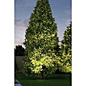 Paulmann Plug & Shine LED-Gartenspot (6 W, Warmweiß, IP67, Ø x H: 14 x 15 cm, Abstrahlwinkel: 20 °)