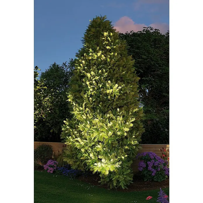 Paulmann Plug & Shine LED-Gartenspot - 6 W, Warmweiß, IP67, Ø x H: 14 x 15 cm, Abstrahlwinkel: 20 ° - Beleuchteter Baum im Garten. Die warmen Lichter betonen die grüne Textur und die natürliche Schönheit des Baumes in der Abenddämmerung.