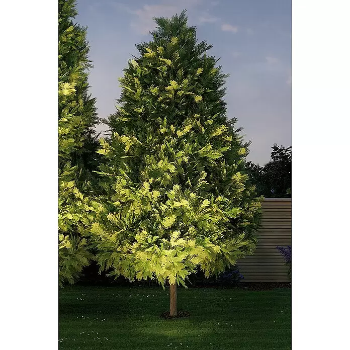 Paulmann Plug & Shine LED-Gartenspot - 6 W, Warmweiß, IP67, Ø x H: 14 x 15 cm, Abstrahlwinkel: 38 ° - Hohe grüne Bäume nachts hell beleuchtet. Uplighting erzeugt ein warmes Leuchten in einem Garten.