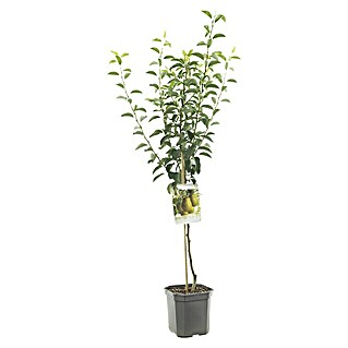 Birnenbaum (Pyrus communis 'Novembra'®, Topfgröße: 26 cm)