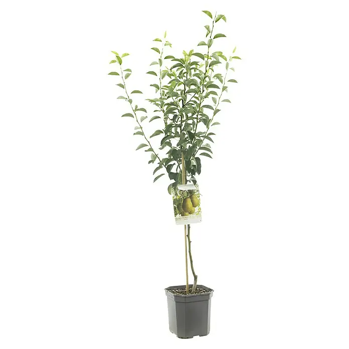 Birnenbaum - Pyrus communis 'Novembra'®, Topfgröße: 26 cm - Abbildung eines Birnenbaums 'Harrow Sweet' im Topf. Ideal für kleine Gärten, der Baum bietet köstliche, süße Früchte und eine attraktive Wuchsform.