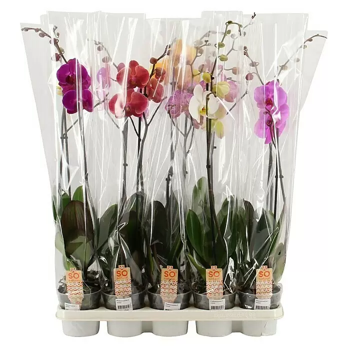 Piardino Orquídea mariposa - Phalaenopsis hybride, Tamaño de maceta: 12 cm, Multicolor - Bandeja con varias orquídeas Phalaenopsis de diversos colores, envueltas individualmente en plástico transparente.
