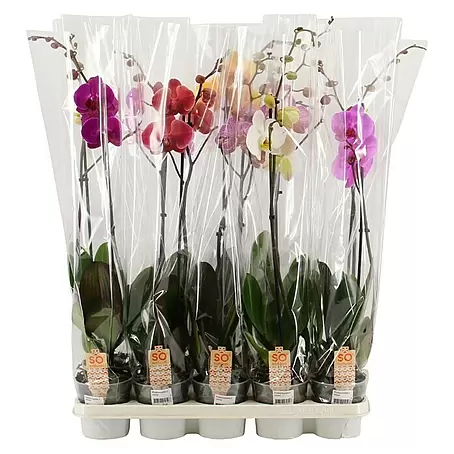 Piardino  Orquídea mariposa