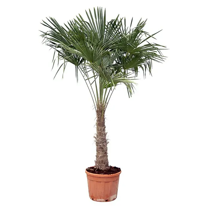 Piardino Hanfpalme Stamm - Trachycarpus fortunei, Topfgröße: 50 cm - Die Zwergpalme im Topf ist eine dekorative Zimmerpflanze, die mit ihren fächerartigen Blättern mediterranes Flair verbreitet.
