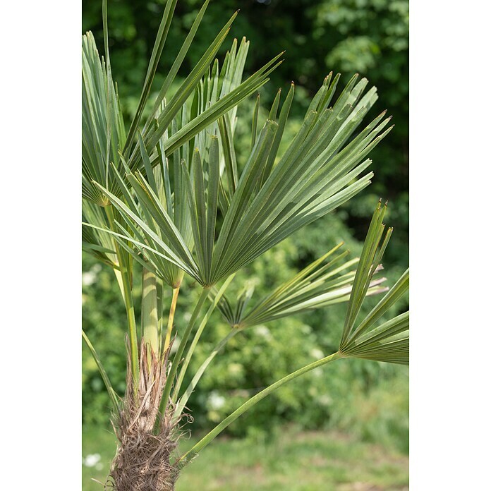 Piardino HanfpalmeTrachycarpus fortunei, Topfvolumen: 36 l Mood Shot