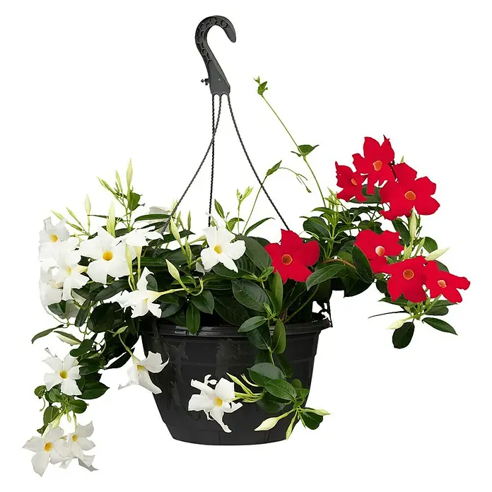 Piardino Dipladenia Ampel - Mandevilla sanderi, Topfgröße: 19 l, Mehrfarbig - Hängeampel mit Mandevilla-Blüten in Rot und Weiß, eine attraktive Ergänzung für jeden Garten oder Balkon.