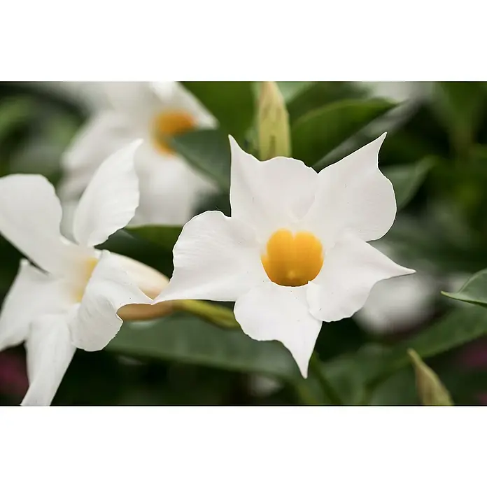 Piardino Dipladenia Ampel - Mandevilla sanderi, Topfgröße: 19 l, Mehrfarbig - Nahaufnahme einer weißen Mandevilla-Blüte mit leuchtend gelbem Zentrum, umgeben von grünen Blättern, die ihre Schönheit hervorheben.