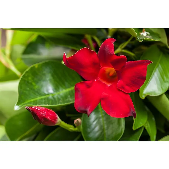 Piardino Dipladenia Ampel - Mandevilla sanderi, Topfgröße: 19 l, Mehrfarbig - Nahaufnahme einer Mandevilla-Blüte mit einem roten Blütenblatt und grünen Blättern. Die Blüte zeigt ihre volle Pracht und Schönheit im Detail.