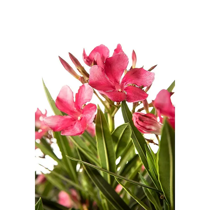 Piardino OleanderNerium oleander, Topfgröße: 19 cm, Weiß/Gelb/Rosa - Nahaufnahme von rosa Oleanderblüten und grünen Blättern, die die zarten Details der Blütenblätter und die lebendige Farbe hervorheben.