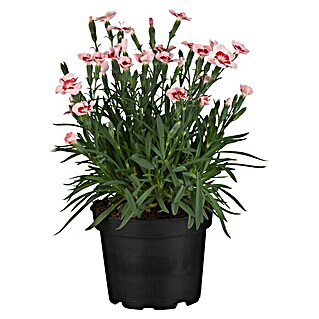 Piardino Gartennelke (Dianthus caryophyllus 'Peach Party', Topfgröße: 14 cm, Rosa)