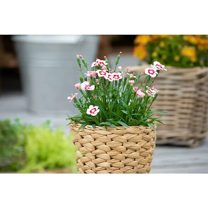 Piardino Gartennelke - Dianthus caryophyllus, Topfgröße: 19 cm, Sortenabhängig - Nahaufnahme einer Topfpflanze mit rosa und weißen Blüten in einem geflochtenen Korb, die eine charmante und natürliche Dekoration darstellt.