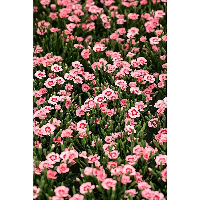 Piardino Gartennelke (Dianthus caryophyllus 'Peach Party', Topfgröße: 14 cm, Rosa) | BAUHAUS