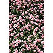 Piardino Gartennelke (Dianthus caryophyllus 'Peach Party', Topfgröße: 14 cm, Rosa) | BAUHAUS