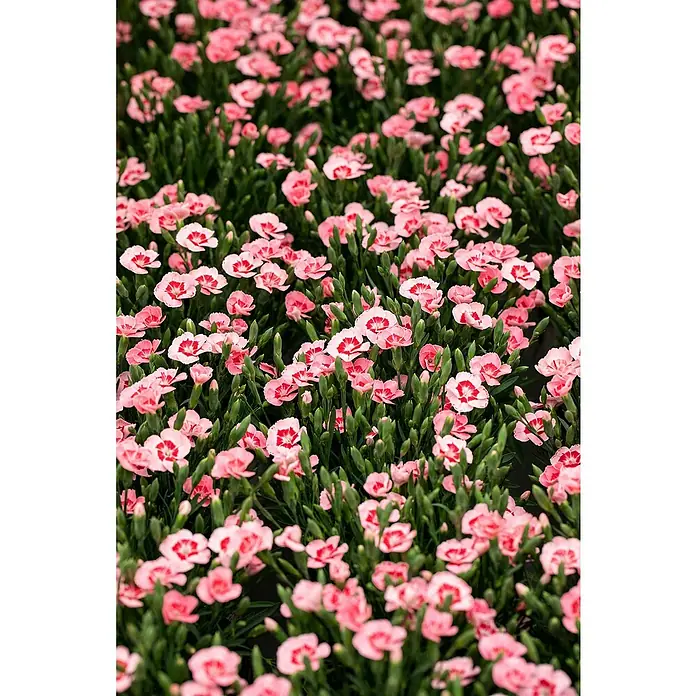 Piardino Gartennelke - Dianthus caryophyllus 'Peach Party', Topfgröße: 14 cm, Rosa - Ein Feld mit rosa Nelken, die dicht beieinander stehen und ein lebendiges und farbenfrohes Blumenmuster bilden, das die natürliche Schönheit hervorhebt.