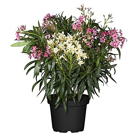 Oleander Bicolor (Nerium oleander, Weiß/Gelb/Rosa)