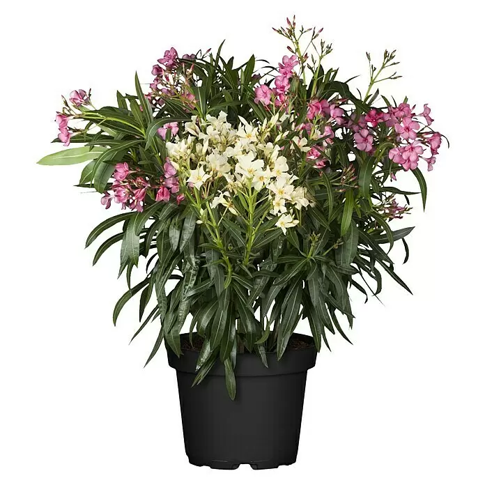 Oleander Bicolor - Nerium oleander, Weiß/Gelb/Rosa - Topfpflanze mit leuchtend grünen Blättern und einer Mischung aus weißen und rosa Blüten, in einem schlichten schwarzen Topf.