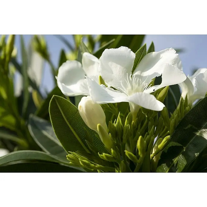 Oleander Bicolor - Nerium oleander, Weiß/Gelb/Rosa - Nahaufnahme einer weißen Oleanderblüte mit grünen Blättern und Knospen, die die zarten Details der Blüte hervorhebt.
