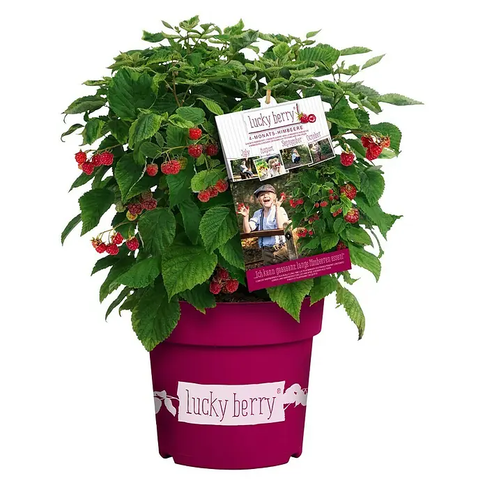Piardino Himbeere - Rubus idaeus 'Lucky Berry'®, Topfgröße: 23 cm - Der Lucky Berry 4-Monats-Himbeerstrauch in einem pinkfarbenen Topf, reich an roten Himbeeren und grünen Blättern.