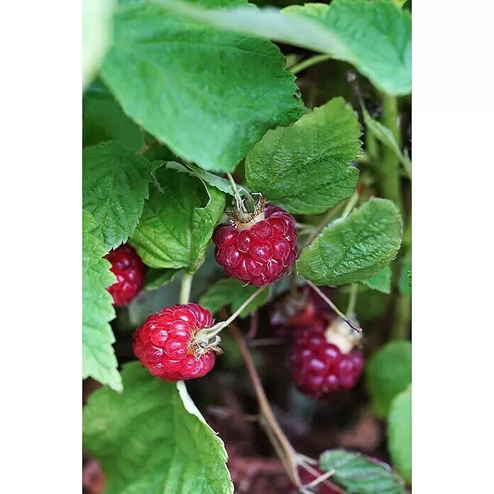 Piardino Himbeere - Rubus idaeus 'Lucky Berry'®, Topfgröße: 23 cm - Stimmungsaufnahme
