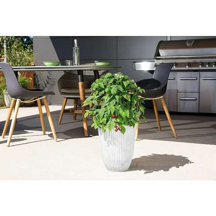 Piardino Himbeere - Rubus idaeus 'Lucky Berry'®, Topfgröße: 23 cm - Eine Nahaufnahme eines Topfes mit Himbeerpflanze, der auf einer Terrasse mit Möbeln im Hintergrund steht.