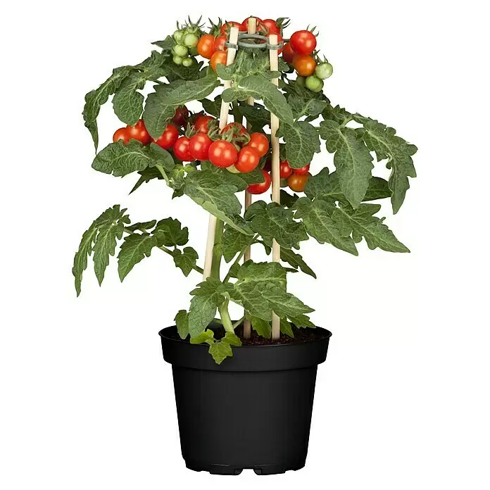 Piardino Cherrytomate Pick-a-Tom - Solanum lycopersicum, 12 cm - Vorderansicht
