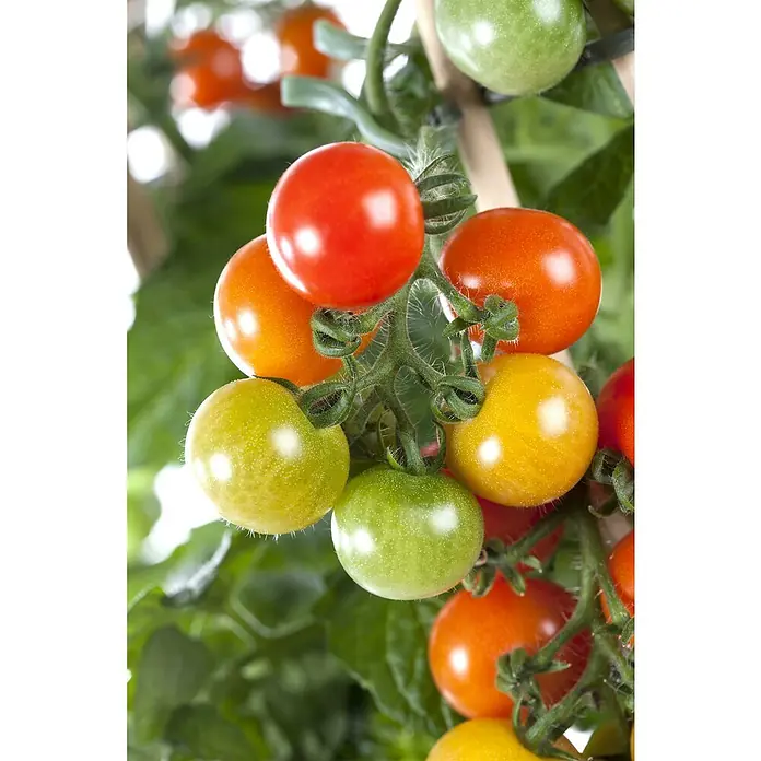Piardino Cherrytomate Pick-a-Tom - Solanum lycopersicum, 12 cm - Nahaufnahme einer Pflanze mit einer Vielzahl von reifenden Kirschtomaten in verschiedenen Farben.