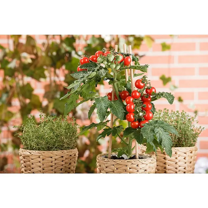 Piardino Cherrytomate Pick-a-Tom - Solanum lycopersicum, 12 cm - Nahaufnahme eines Tomatenpflanze in einem Topf, die viele reife rote und einige unreife grüne Tomaten zeigt.
