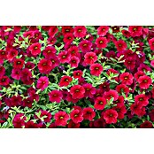 Piardino Zauberglöckchen (Calibrachoa Hybride, Topfgröße: 13 cm, Rot) | BAUHAUS