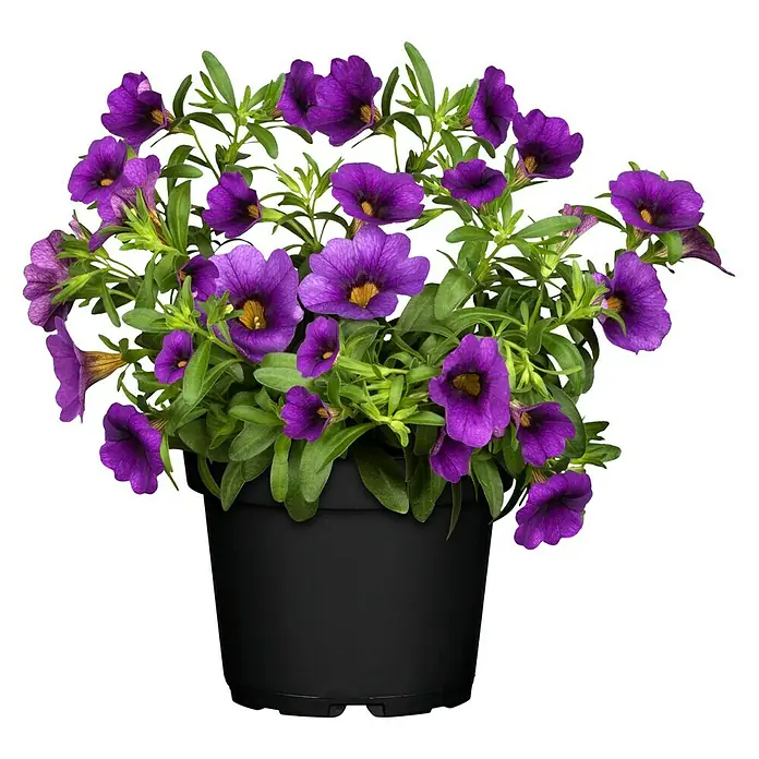 Piardino Zauberglöckchen - Topfgröße: 13 cm, verschiedene Farben - Eine Topfpflanze mit leuchtend violetten Calibrachoa-Blüten und grünen Blättern, die einen schönen Kontrast zum schwarzen Topf bildet.