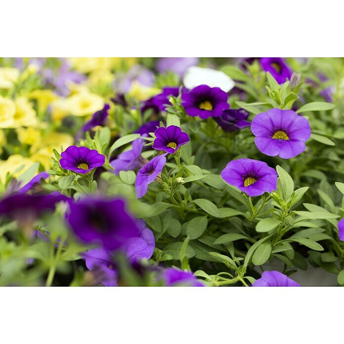 Piardino Zauberglöckchen (Calibrachoa Hybride, Topfgröße: 13 cm, Blau) | BAUHAUS