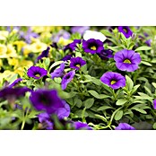 Piardino Zauberglöckchen (Calibrachoa Hybride, Topfgröße: 13 cm, Blau) | BAUHAUS