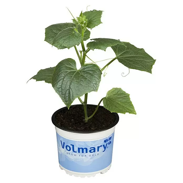 Piardino Snack-Gurke Bio - Cucumis sativus 'Kastengurke', 10 cm, Erntezeit: August - Vorderansicht