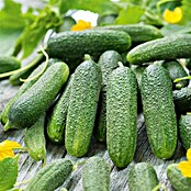 Piardino Einlegegurke 'Corentine' (Cucumis sativus, 12 cm, Erntezeit: Juli) | BAUHAUS