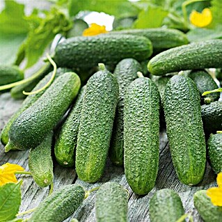 Piardino Einlegegurke 'Corentine' (Cucumis sativus, 12 cm, Erntezeit: Juli)