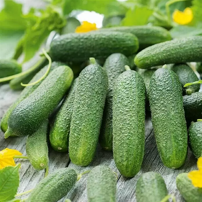 Piardino Einlegegurke 'Corentine' - Cucumis sativus, 12 cm, Erntezeit: Juli - Stimmungsaufnahme
