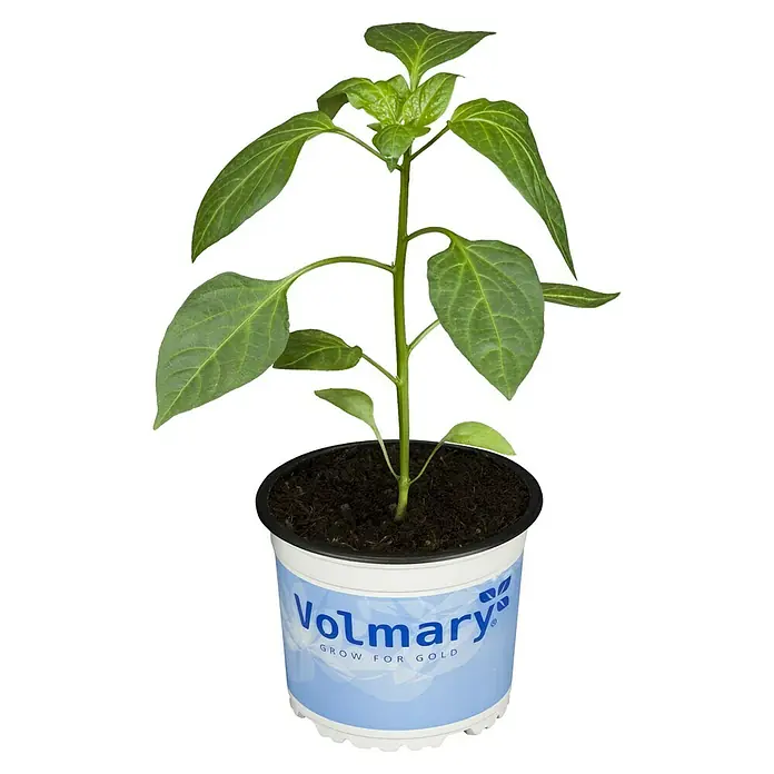 Piardino Peperoni 'Amboy' - Capsicum annuum, 12 cm, Erntezeit: Juli - Junger grüner Paprika-Sämling in einem Volmary-Topf mit Blumenerde, bereit für den Anbau von frischen und schmackhaften Paprikaschoten.