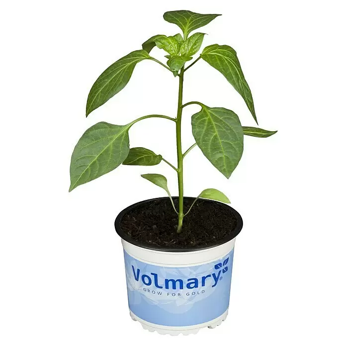Piardino Peperoni 'Amboy'Capsicum annuum, 12 cm, Erntezeit: Juli