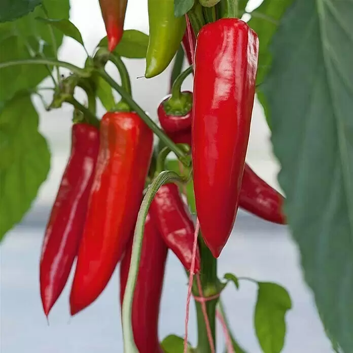 Piardino Peperoni 'Amboy' - Capsicum annuum, 12 cm, Erntezeit: Juli - Stimmungsaufnahme