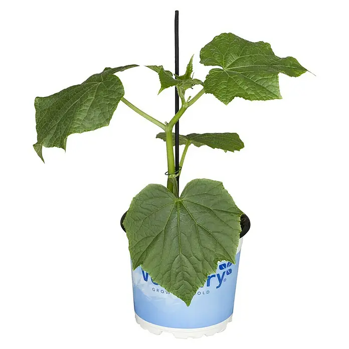 Piardino Schlangengurke 'Gambit' Mini - Cucumis sativus, 12 cm, Erntezeit: Juli - Nahaufnahme einer Gurkenpflanze in einem Topf, die gesundes Wachstum und das Potenzial für eine reiche Ernte zeigt.