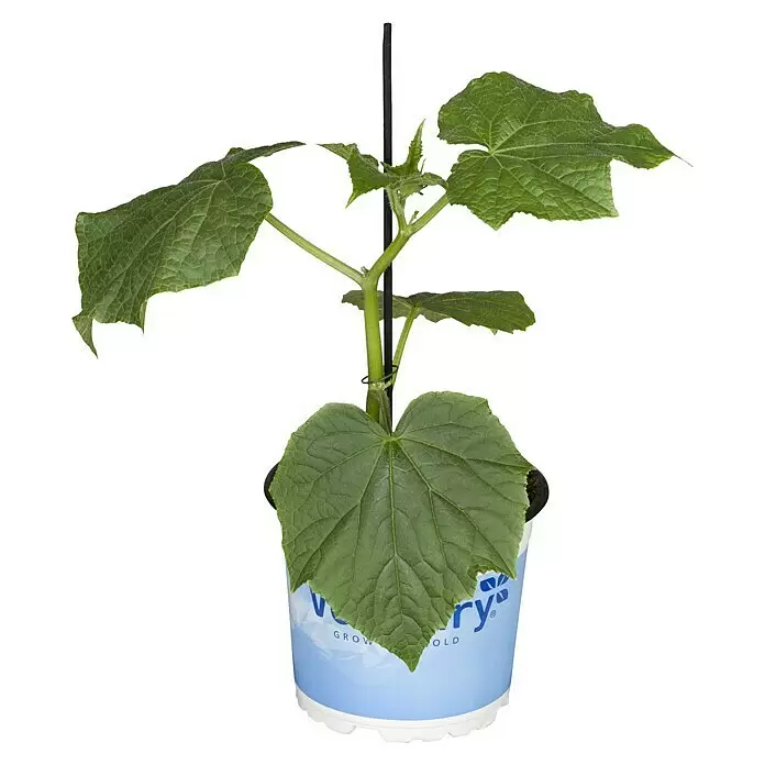 Piardino Schlangengurke 'Gambit' MiniCucumis sativus, 12 cm, Erntezeit: Juli