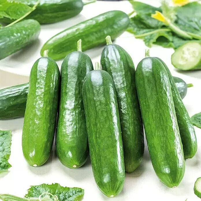 Piardino Schlangengurke 'Gambit' Mini - Cucumis sativus, 12 cm, Erntezeit: Juli - Stimmungsaufnahme